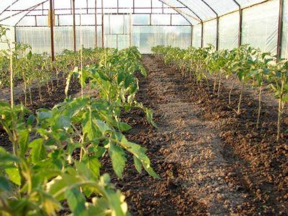 Tot mai multi fermieri interesati de sprijinul financiar pentru cultivarea tomatelor in spatii protejate