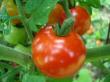 Tehnologia de productie a tomatelor in solar