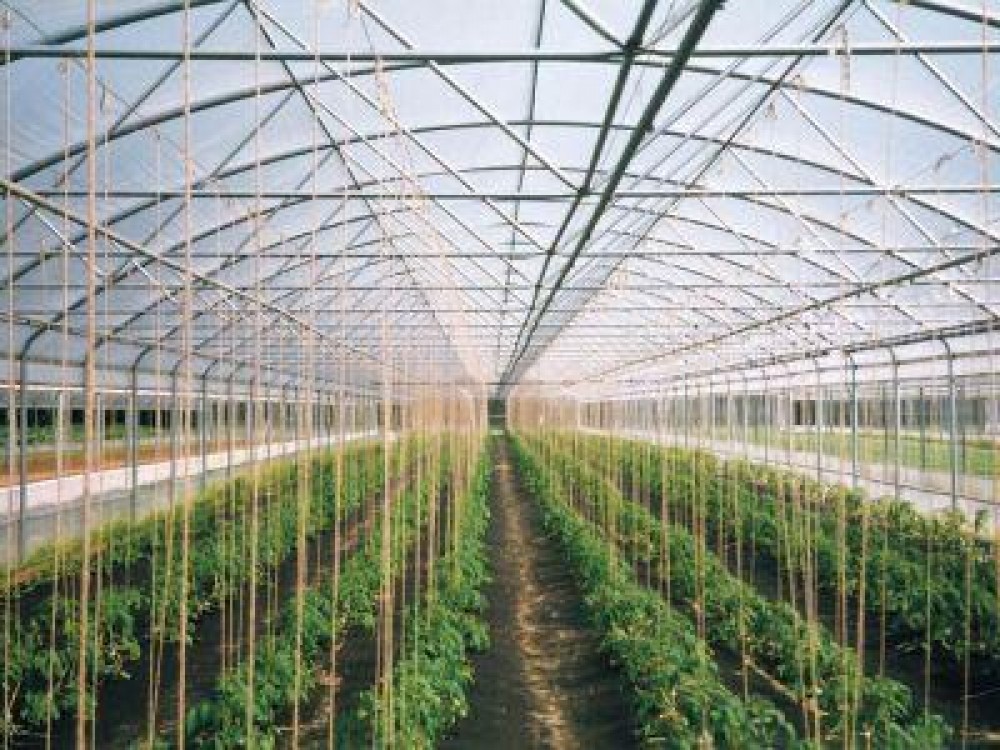 Dragnea promite extinderea ajutorului de minimis si pentru alte categorii de legume