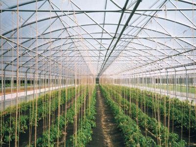 Dragnea promite extinderea ajutorului de minimis si pentru alte categorii de legume