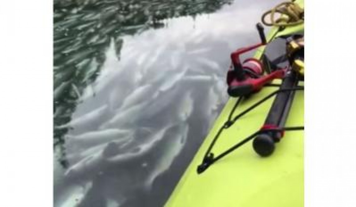 Somonul se sufoca in Alaska! Incalzirea globala injumatateste populatiile