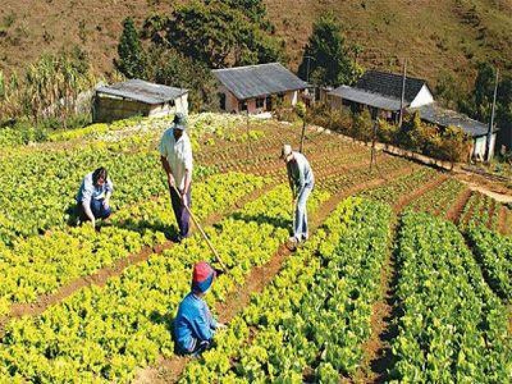 Peste 70% dintre romani nu ar lucra in agricultura