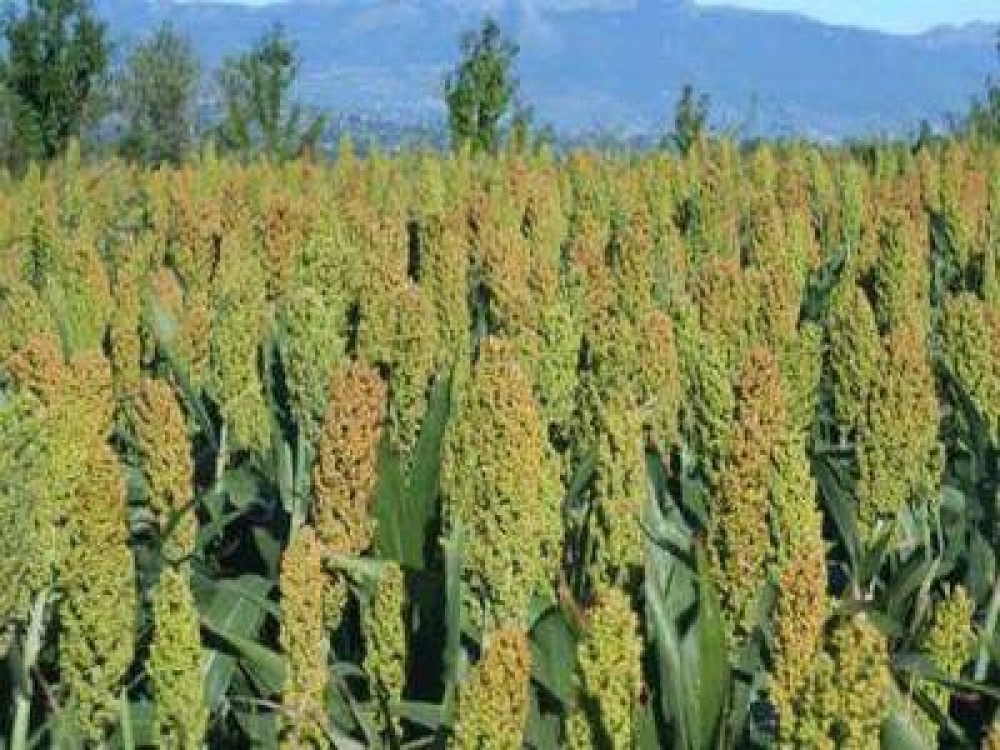 Primul congres european al sorgului va avea loc in Romania