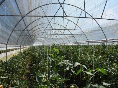 Recomandari pentru combaterea daunatorilor in culturile de legume din spatii protejate