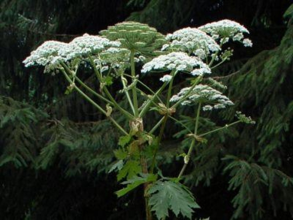 Biodiversitatea europeana e pusa in pericol de speciile 'importate'