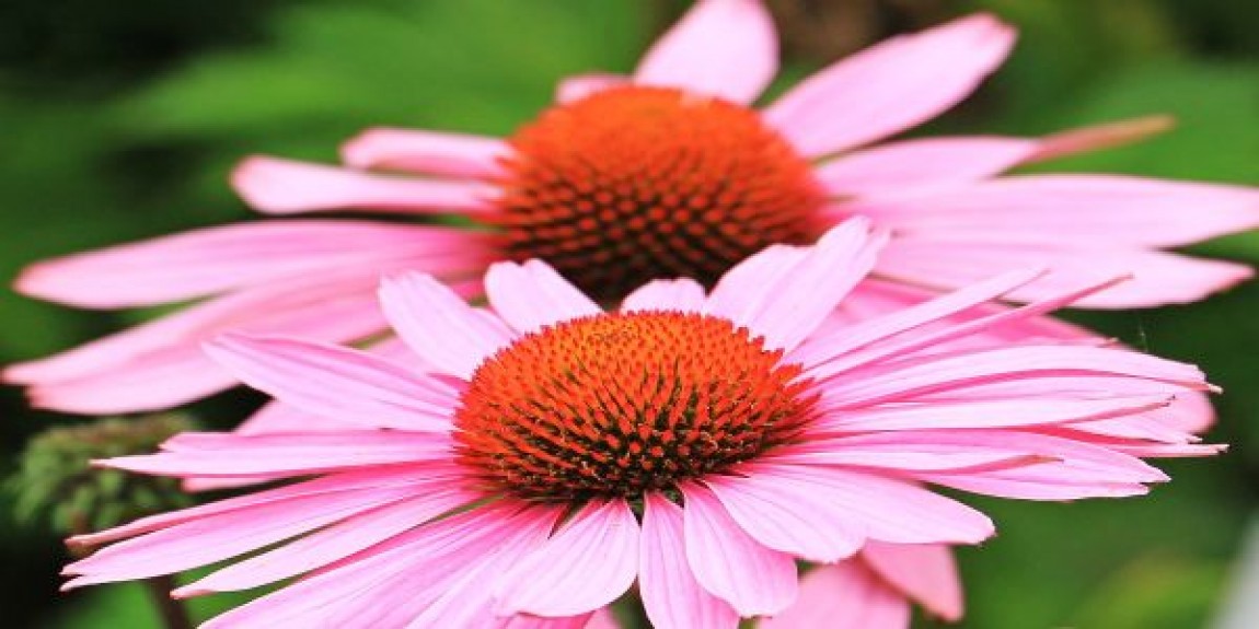Specii medicinale. Cultura de echinacea