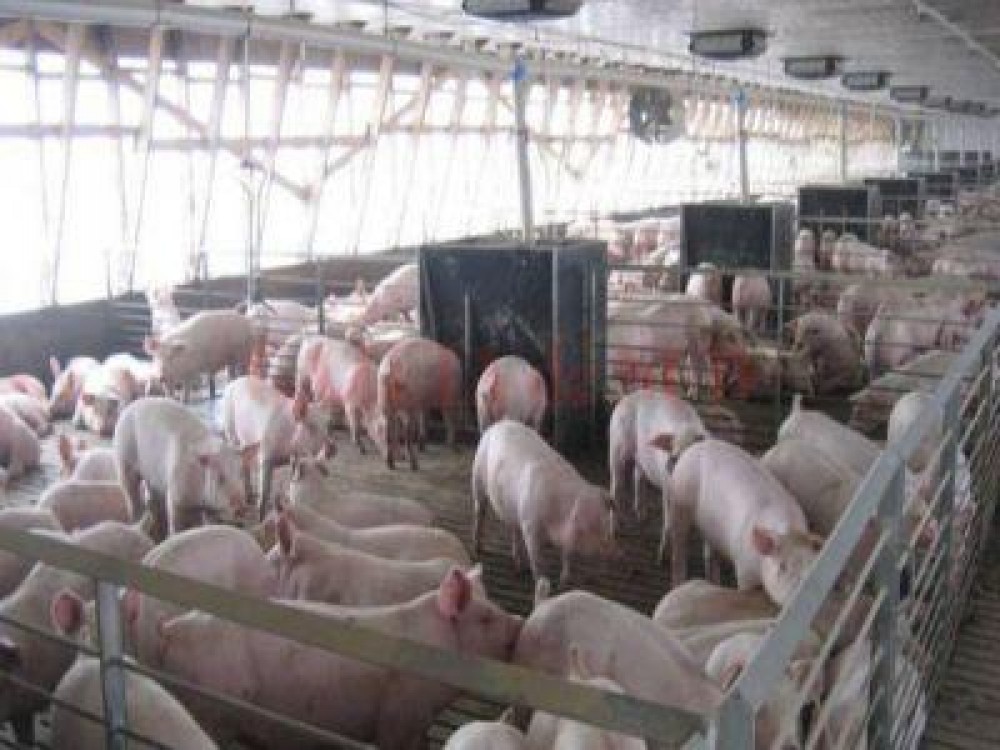 Care sunt modificarile aduse programului de sustinere a crescatorilor de suine pentru reproductie