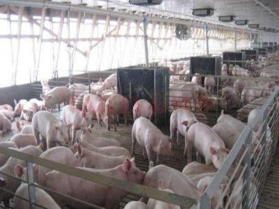 Care sunt modificarile aduse programului de sustinere a crescatorilor de suine pentru reproductie