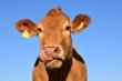 Oros: Fermierii de bovine primesc un sprijin Covid