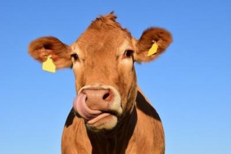 Oros: Fermierii de bovine primesc un sprijin Covid
