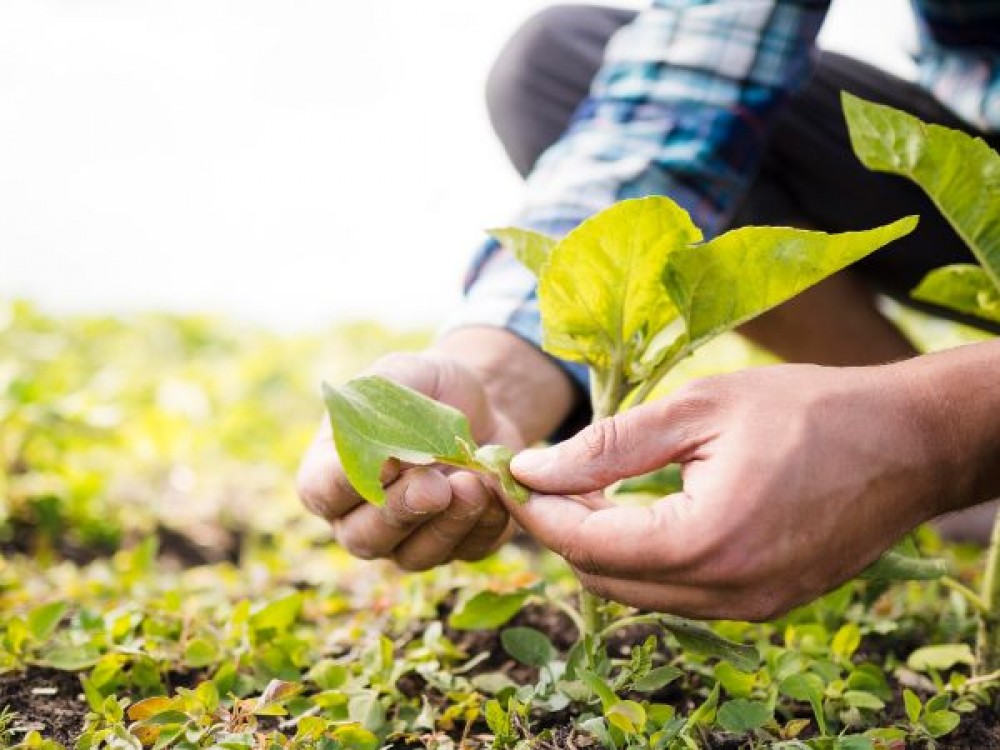 Un nou proiect: Peste 452 milioane de lei pentru masurile de sprijin cuplat in sectorul vegetal