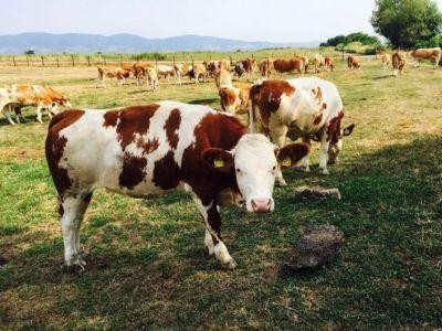 Crescatorii de bovine isi vor primi avansurile peste doua saptamani
