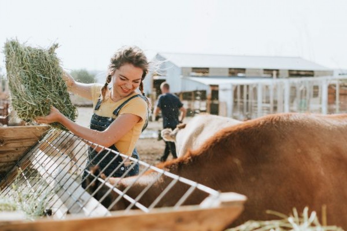 APIA: Prima transa din subventia pe hectar si animale