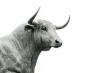 MADR ofera sprijin financiar pentru crescatorii de bovine