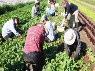 Sprijin financiar pentru fermierii care angajeaza tineri