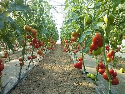 Suplimentare de fonduri pentru sprijinul acordat producatorilor de tomate