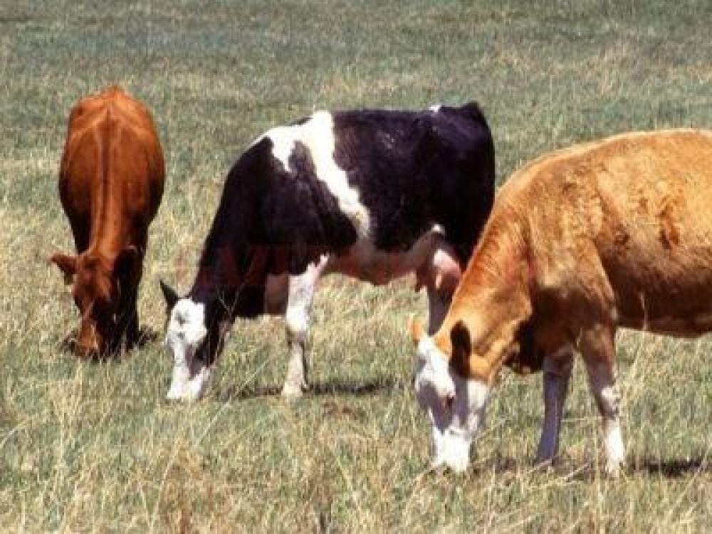 In ce conditii se acorda in 2019 sprijinul cuplat zootehnic