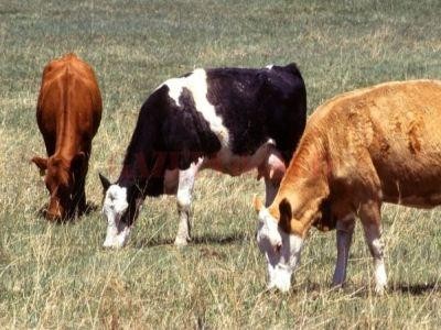 In ce conditii se acorda in 2019 sprijinul cuplat zootehnic