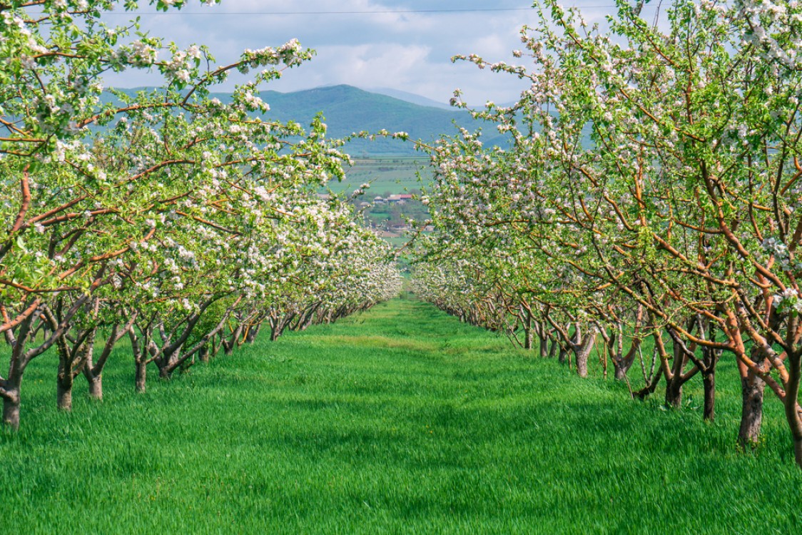 Stropirea pomilor fructiferi primavara - 3 aspecte-cheie de care sa tii cont, pentru o livada sanatoasa