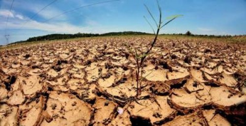 Aproape jumatate din fermierii romani, afectati de seceta si coronavirus