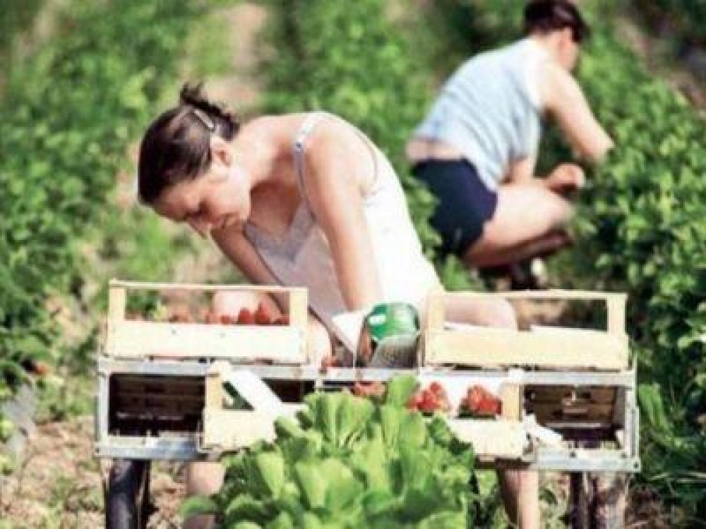 Ce beneficii vor avea fermierii care angajeaza ucenici sau stagiari