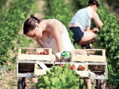 Ce beneficii vor avea fermierii care angajeaza ucenici sau stagiari
