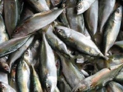 Statia de reproducere a sturionilor salbatici de la Tamadau va fi cea mai mare din UE