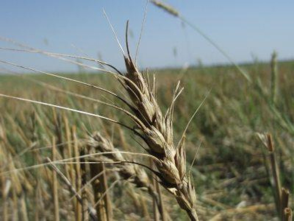 Culturile agricole in 2012, toate pe minus cu exceptia sfeclei de zahar