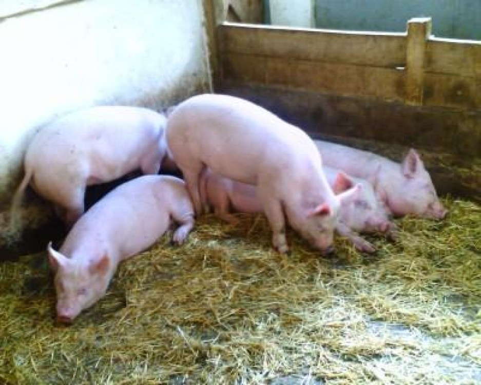Statistici porci actualizate 2012