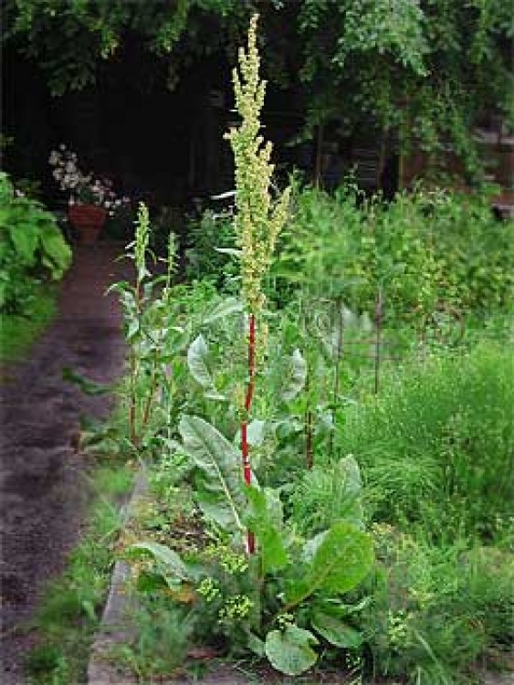 Cultivarea steviei