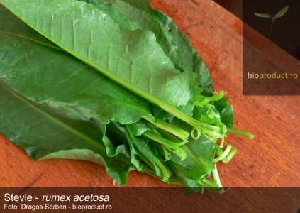 Istoria legumelor: Stevia, barbarie de primavara