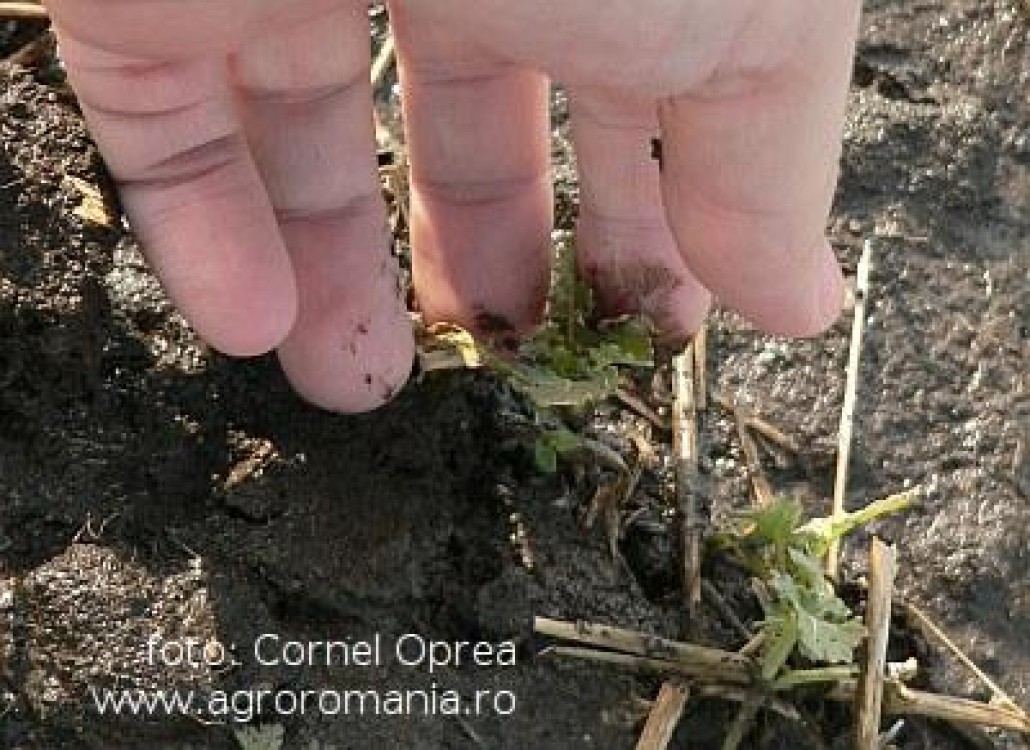 In sfarsit, vom avea o strategie pe termen lung in agricultura!