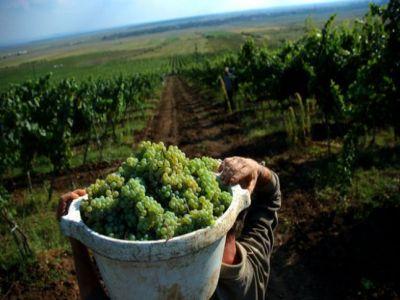 conditii-de-eligibilitate-pentru-acordarea-noului-sprijin-in-viticultura