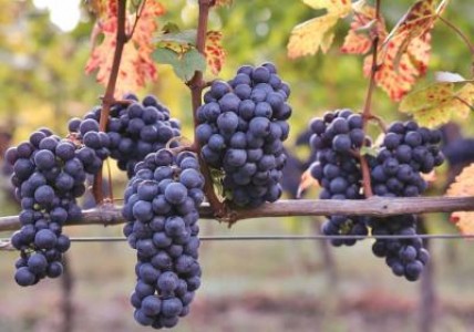 Doi copii au mancat struguri din gradina proprie si au murit. Politia a inceput ancheta