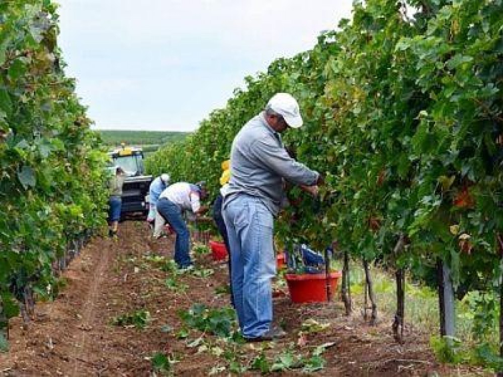 Romania, tara europeana cu cei mai multi proprietari de podgorii