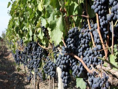 APIA: Cererile de plata pentru pentru masura de asigurare a recoltelor de struguri pentru vin se depun pana la sfarsitul acestei luni