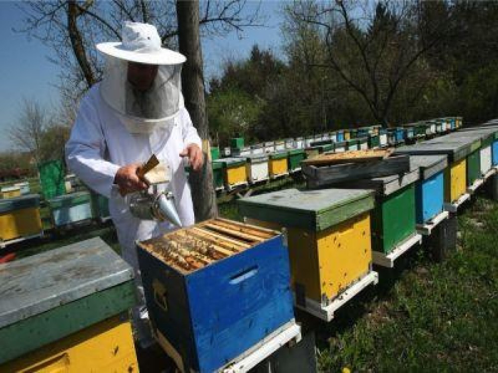 Apicultorii si producatorii din agricultura ecologica vor beneficia de ajutoare de minimis