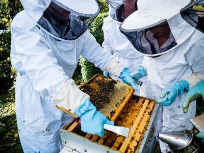 Insecticidele si mortalitatea in randul albinelor