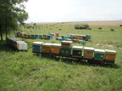 Gerul din aceasta primavara a afectat aproximativ 15% dintre stupine