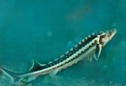 Programul de refacere a populatiei de sturioni din apele Dunarii va fi evaluat prin Programul Operational pentru Pescuit