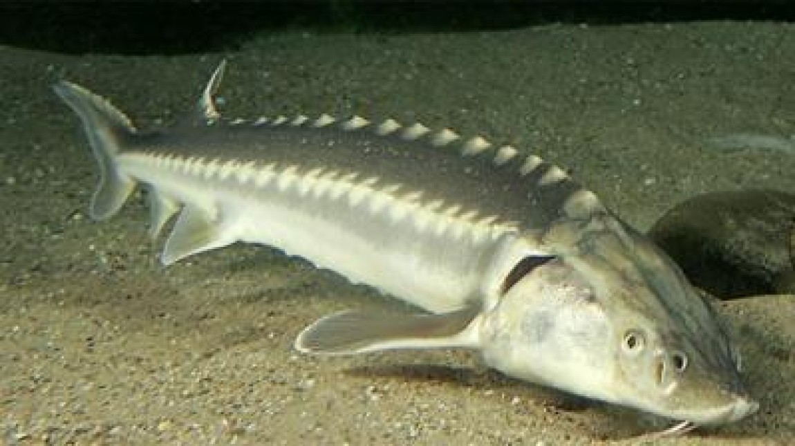 Pescuitul de sturioni in Dunare si Marea Neagra este interzis de catre Bulgaria pentru inca patru ani