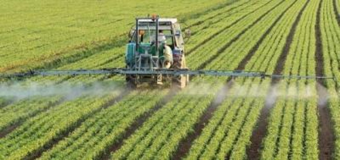 Substante regulatoare de crestere si modul lor de actiune asupra plantelor legumicole.