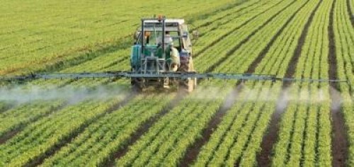 Substante regulatoare de crestere si modul lor de actiune asupra plantelor legumicole.