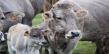 Noutate pentru fermele din Romania: Subventie APIA pentru vitei