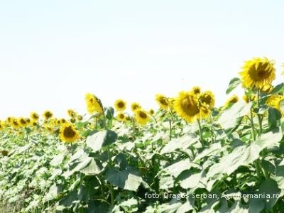 Tu ai primit subventia? APIA a anuntat ca astazi se mai incheie o transa de plati catre fermieri