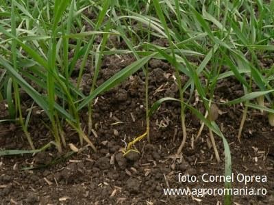 Au fost depuse 530.000 de cereri pentru subventia pe suprafata 2012