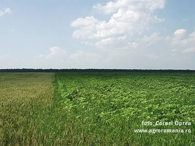 Fermierii suceveni sunt fruntasi pe tara la numarul cererilor pentru SUBVENTIA PE SUPRAFATA 2012