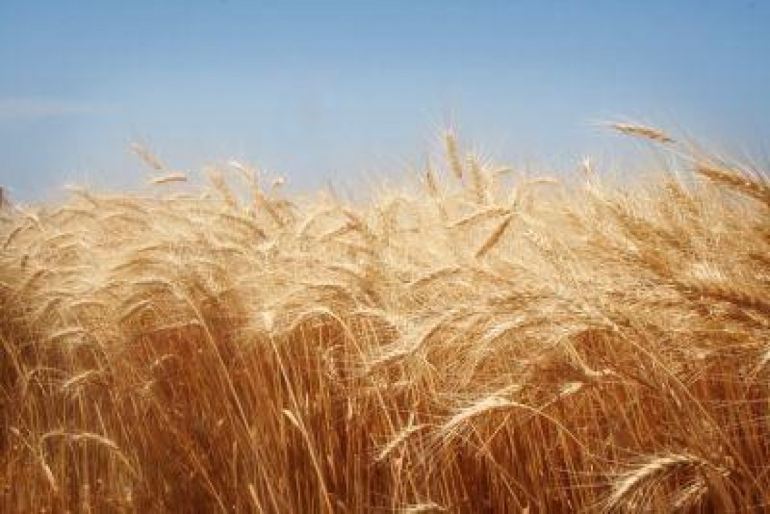 Stabilirea subventiei pe suprafata pentru 2013, amanarea datoriilor fermierilor catre bugetul de stat si subventionarea accizei la motorina