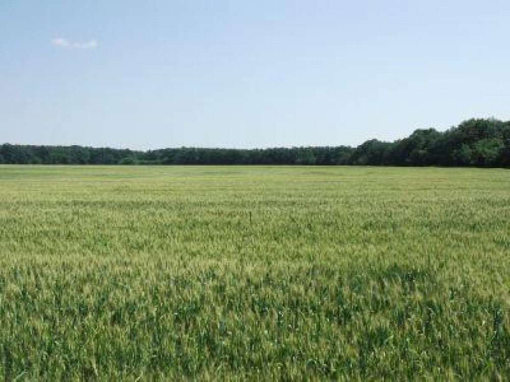 Cererile pentru subventia pe suprafata 2013 se depun pana pe 15 mai
