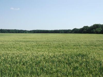 Ultimele zile pentru depunerea cererii pentru subventia pe suprafata (cu penalizari)